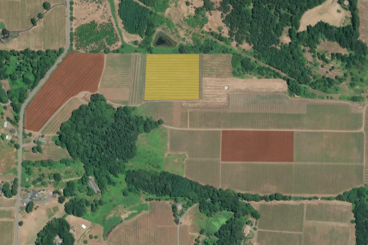 Moderation Hill Vineyard