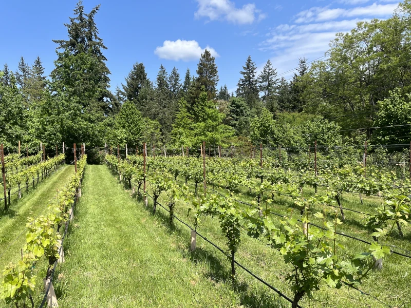 Shawnee Hill Farm Estate Vineyard